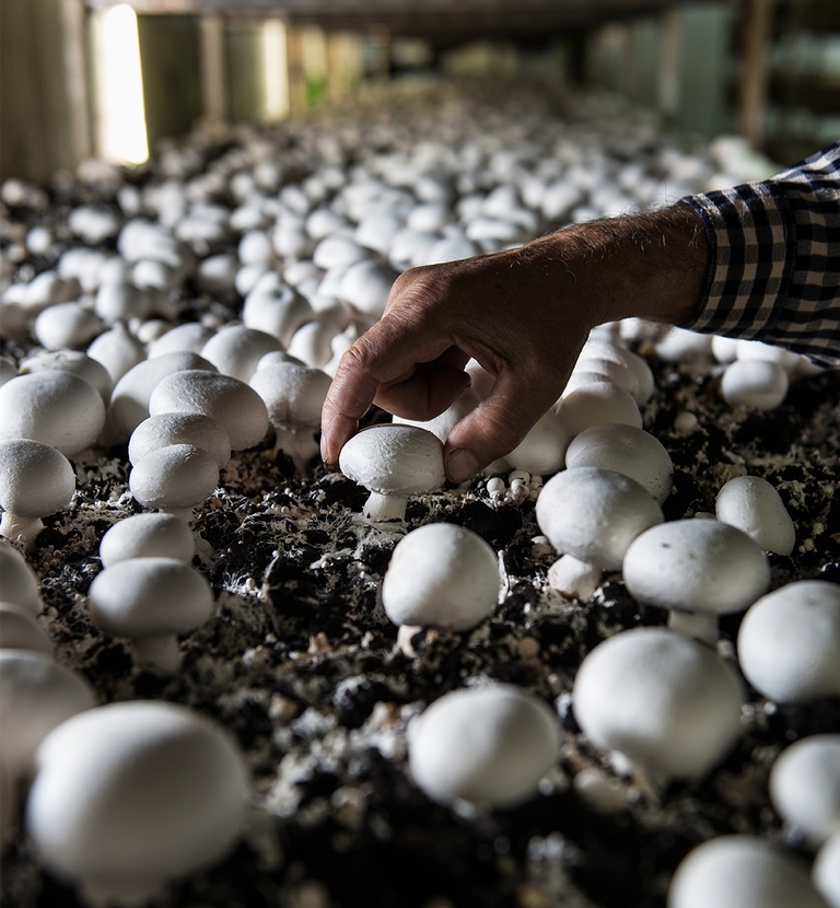 Simple • SA Mushrooms