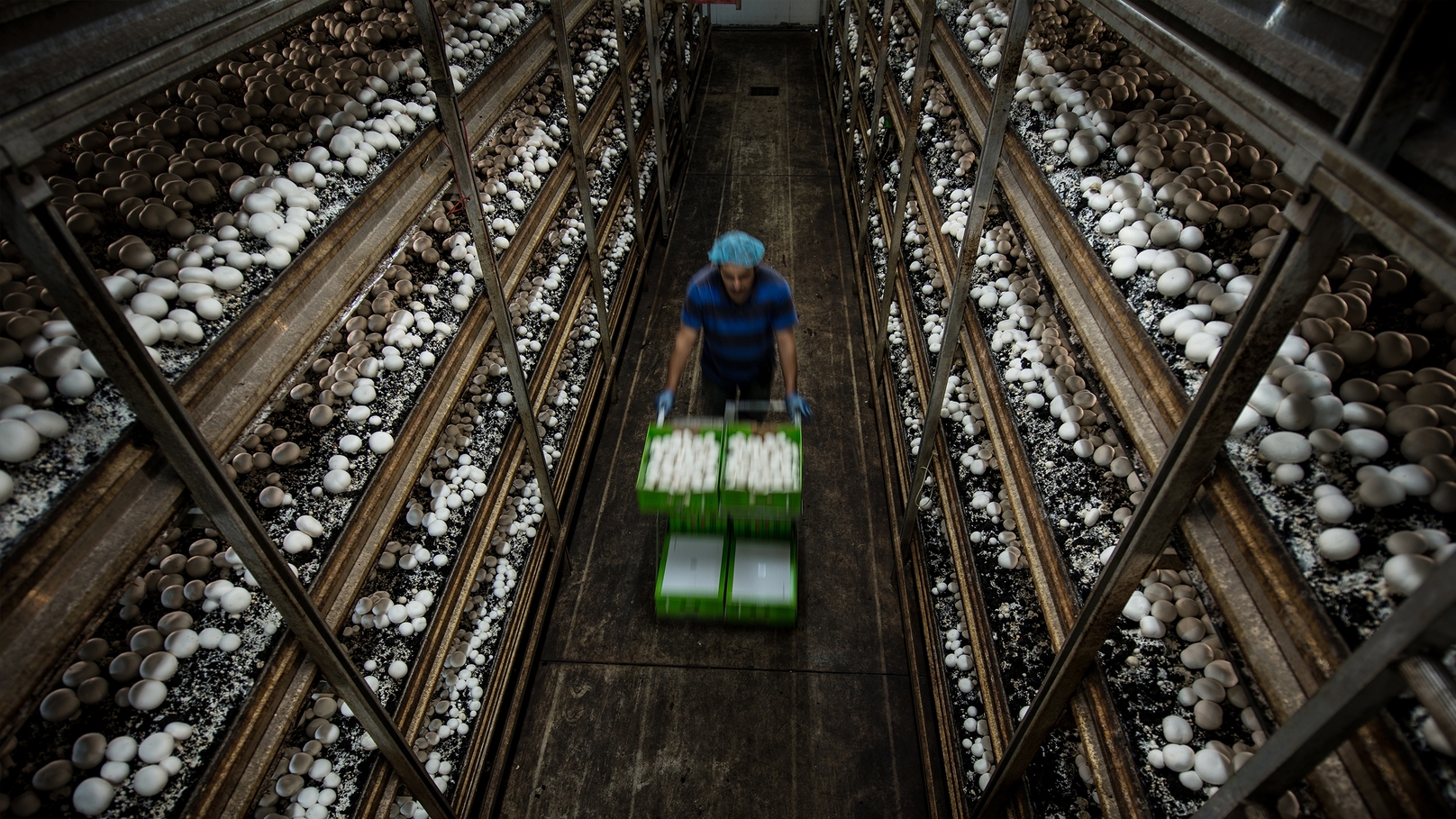 Simple • SA Mushrooms